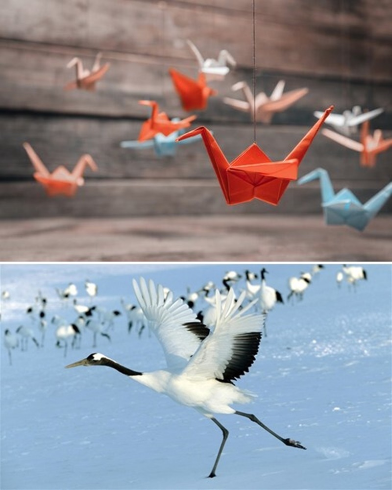 Grullas de origami y ejemplar de grulla japonesa.